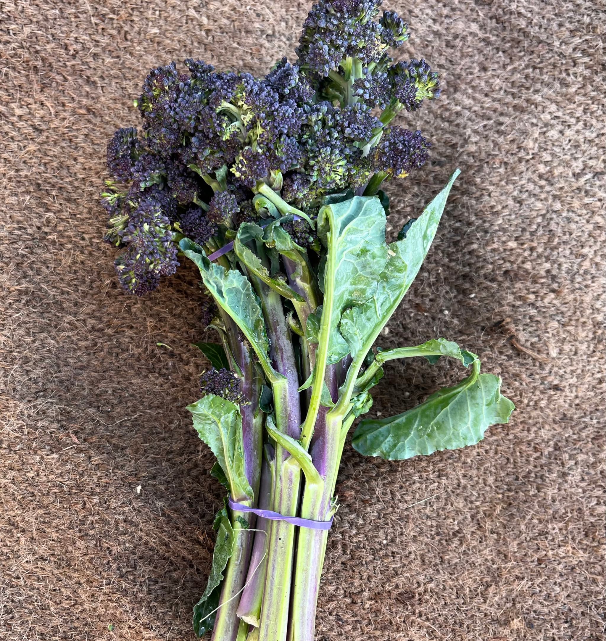 Baby Broccoli Purple
