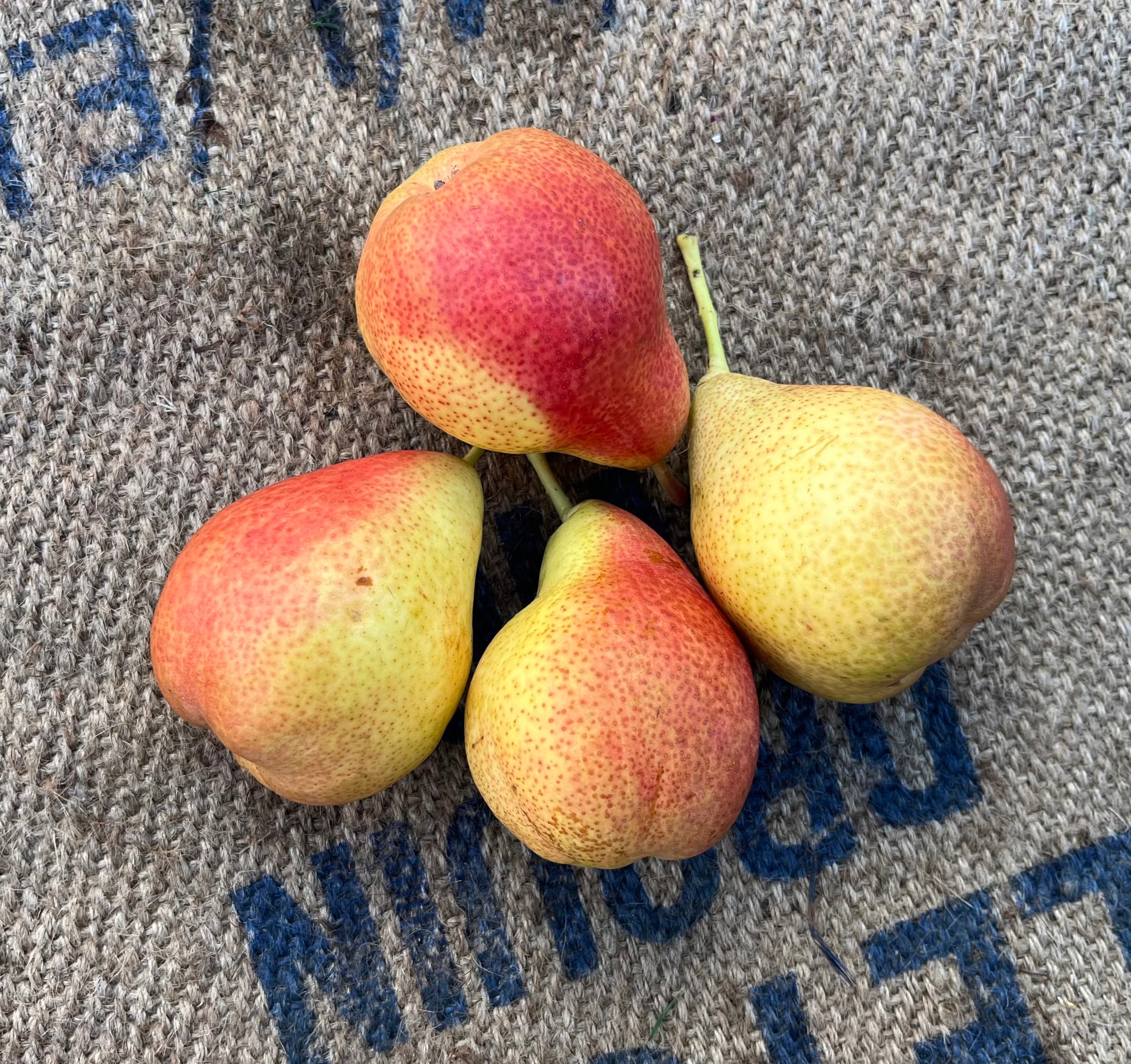 Pears Corella x 3-4