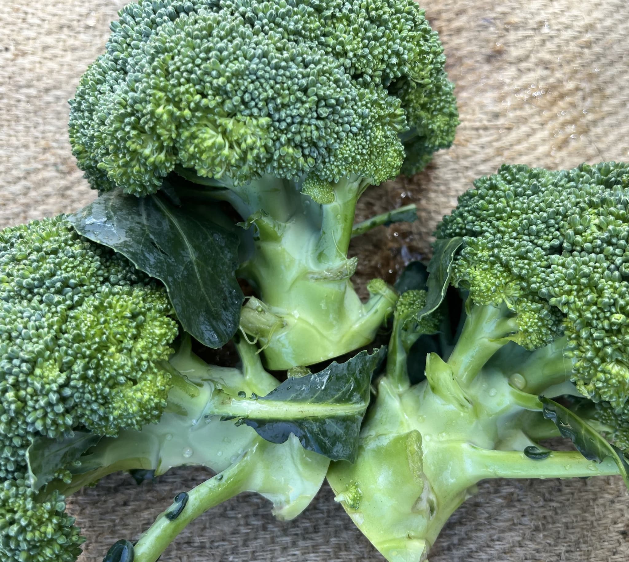 Broccoli 2-3