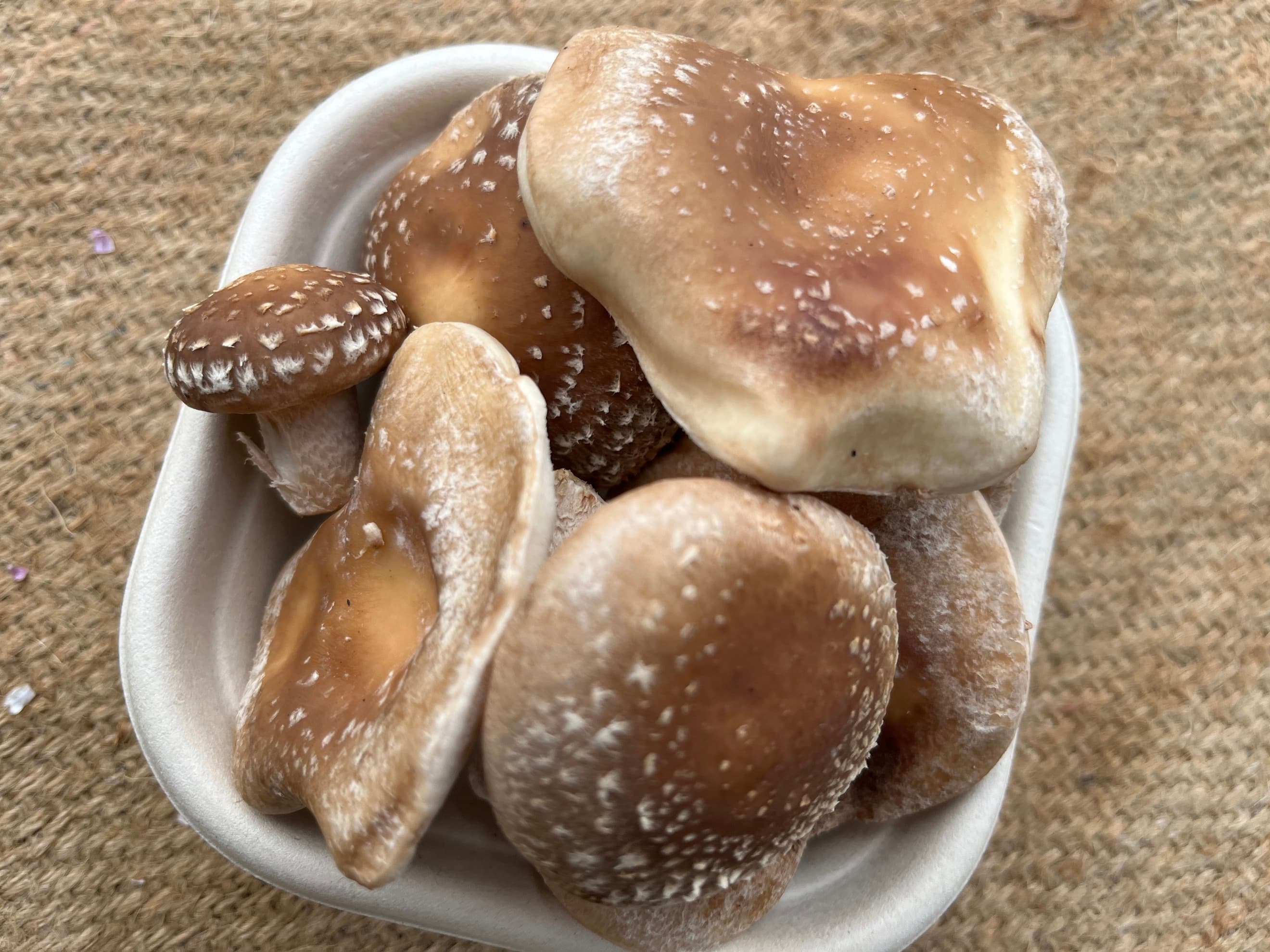 Mushroom Shitake Punnet